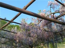 種松山公園西園地の藤棚が満開です