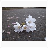 ＧＷ最終日