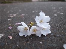 ＧＷ最終日