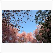 枝垂れ桜を満喫【龍安寺】（京 ...