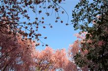枝垂れ桜を満喫【龍安寺】（京都旅行１日目）