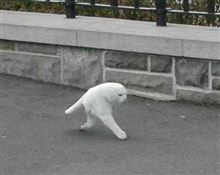 Googleストリートビューが「2本足のネコ」を激写していたと話題に 