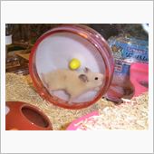 ハムスター始めました