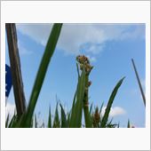 五月の蝿は。。。ヽ(・∀・)ノ