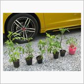 ECO☆CRZのプチ菜園～青 ...