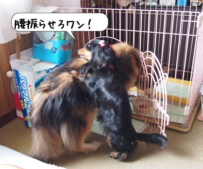 腰振り犬 Turbo 3canのブログ 3can絵日記 第三章 3can Laboratory S みんカラ