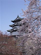 弘前公園の桜