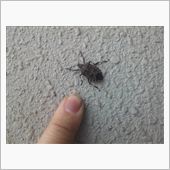 デカっ(;゜0゜)