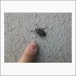デカっ(;゜0゜)