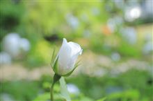 バラの咲く頃 バラの咲く頃