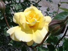 薔薇の花が綺麗になってきましたё