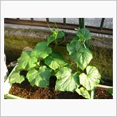 ECO☆CRZのプチ菜園～フ ...