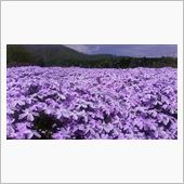 芝桜