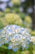 日々変わる彩り