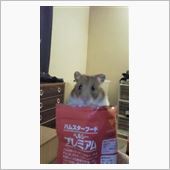 わかっていたことだけど
