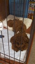 リメイクと言う名の退化。。。。クオリティーが。。。(&#180;д｀|||)
