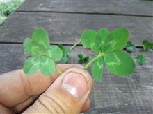 発見!発見!! 大発見(｀∇&#180;ゞ