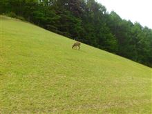 ゴルフに行ってきました！