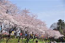 フォトギャラリーにアップしましたよ♪【天王川公園 桜 （2013/03/30） Vol.1・2・3】 