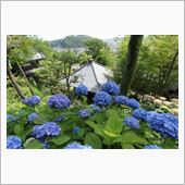 梅雨の花と言えば紫陽花