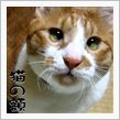 猫の額