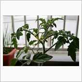 トマトも植えた