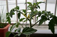 トマトも植えた