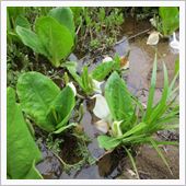 信州の奥地へ水芭蕉を求めて走る