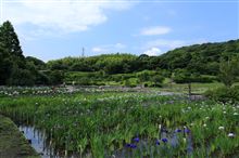 6月とくれば・・・（＾＾