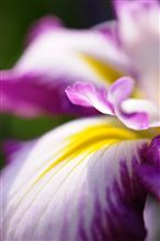 何れ菖蒲か杜若か