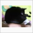 夜明けはネコが大騒ぎ～