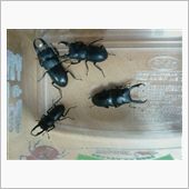 グルーポンを使って‥‥