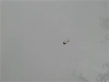 毎日、毎日、鳥爆弾