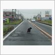 道路の真ん中では辞めてくれ。
