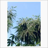 果樹園の栗も花盛りで