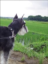 散歩の帰りはカフェーに