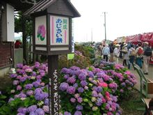 開成あじさい祭り を堪能してきました 開成あじさい祭り を堪能してきました