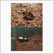 カブトムシ羽化