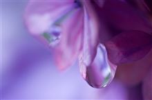 しずくを求めて ~ 雨上がりの休日 しずくを求めて ~ 雨上がりの休日