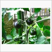 ECO☆CRZのプチ菜園～青 ...
