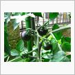 ECO☆CRZのプチ菜園～青いトマト インディゴローズの今～