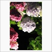 夜の紫陽花はいかが？