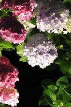 夜の紫陽花はいかが？