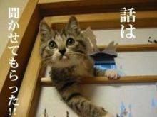 我が家のランボが増えました♪