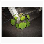 成長中