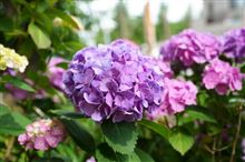 紫陽花
