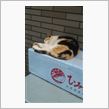 ぶりとねこ