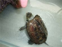 母とデートそのⅢ