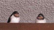 おはようさんで～す♪  ［13/06/21］