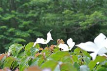 本日の【あさらかん】・梅雨の晴れ間？